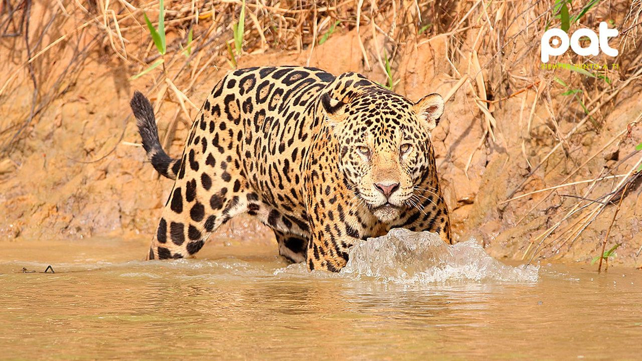 http://www.redpat.tv//uploads/Peligra_proteccion_judicial_al_jaguar_y_areas_ecologicas_495b6764ba.jpg