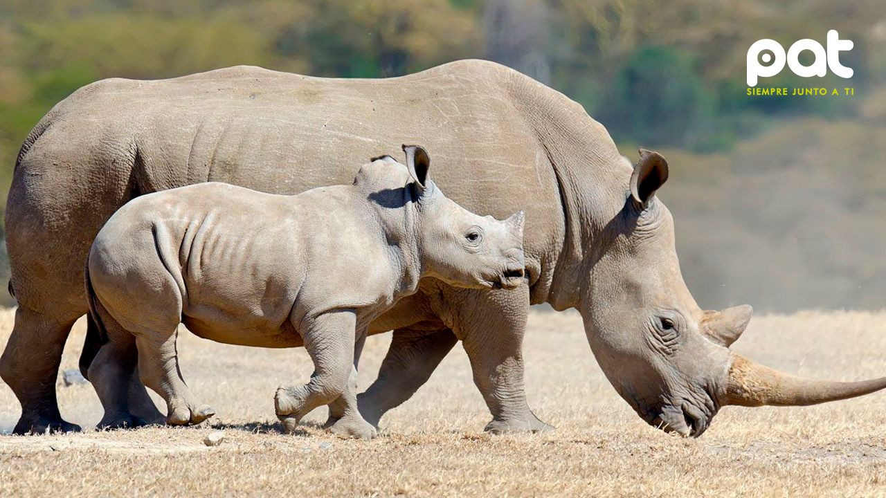 http://www.redpat.tv//uploads/Sudafrica_inyecta_material_radiactivo_en_cuernos_de_rinocerontes_2efa056d93.jpg