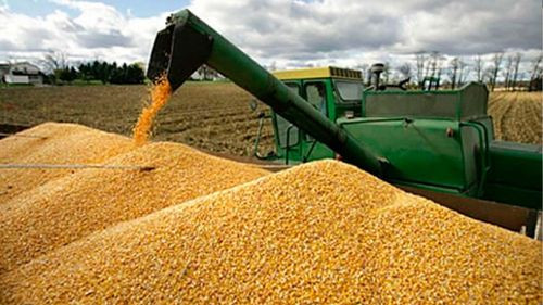 Soya se consolida como motor económico y alimentario de Bolivia