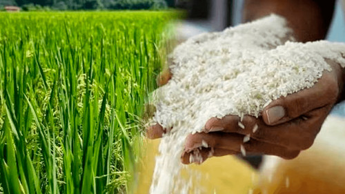 Escasez de diésel reduce a la mitad la superficie de siembra de arroz en Beni