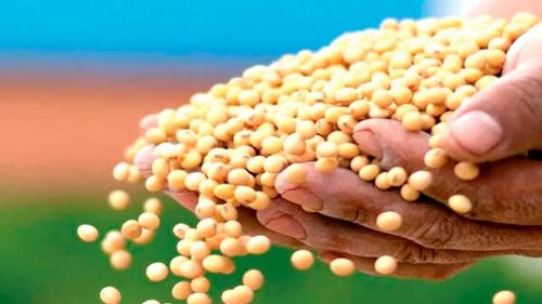 Gobierno elimina arancel a la importación de grano de soya hasta diciembre de 2026