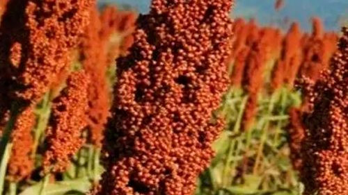 Senasag inspecciona 19 empresas de sorgo para exportación a China