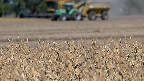 Sector soyero advierte perjuicios por falta de diésel