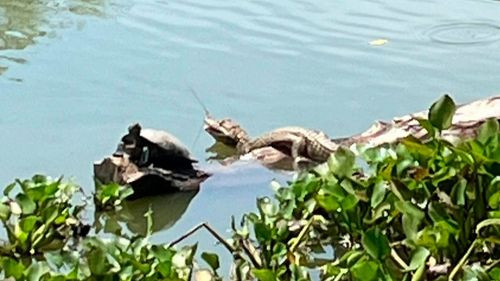 Operativo no logra capturar yacaré en El Curichi