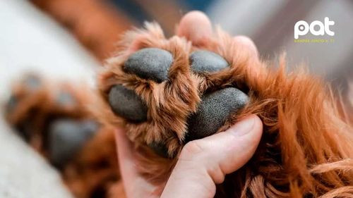 Suman diez casos de rabia canina en Cochabamba tras confirmarse tres nuevos contagios