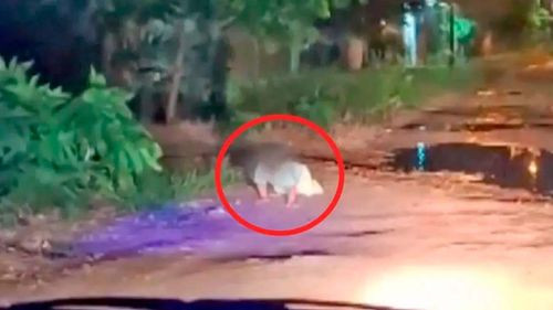 Advierten proceso penal contra padres de niño hallado solo en la calle en Santa Cruz