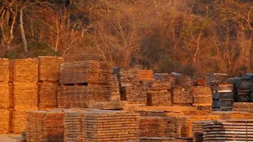 Exportadores piden apoyo al sector forestal ante caída de ventas externas