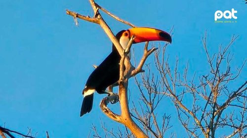 Gobernación cruceña realiza operativo de rescate y atención a fauna silvestre en Ñembi Guasu