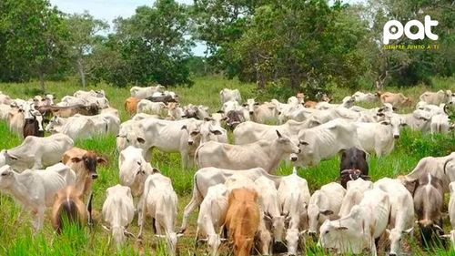 Bolivia habilitada para exportar carne de res a Egipto, nuevo mercado generador de divisas