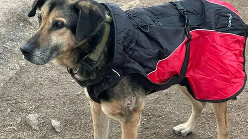 Cómo proteger a las mascotas del frío