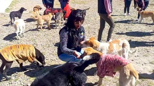 Promueven la adopción responsable de mascotas en las Subalcaldías de El Alto