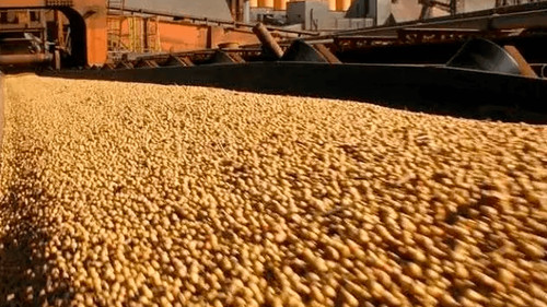 Gobierno elimina trabas a la exportación de soya y levanta control de cupos en subproductos