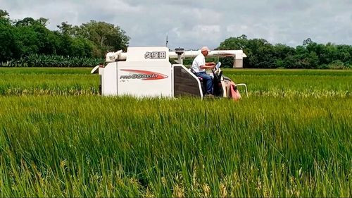 Arroceros respaldan Ley 1720 y aseguran acceso a crédito para productores