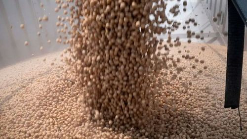 Soyeros rechazan arancel cero y piden liberar exportación de soya