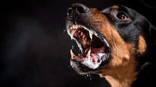 Alerta en Vinto: perro con rabia muerde a 13 personas y más de 10 canes