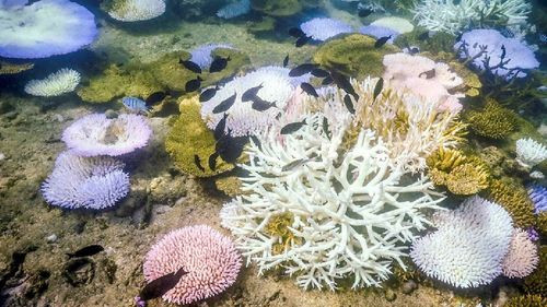 La Tierra llega a su primer “punto de inflexión climático” por la pérdida de los arrecifes de coral