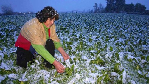 Heladas golpean al agro: más de 145.000 hectáreas y 237.000 productores afectados en Bolivia