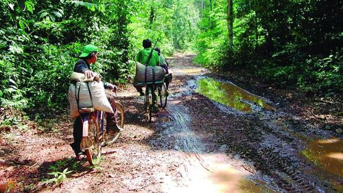 Comunidades “fantasma” invaden tierras y ponen en riesgo producción de castaña
