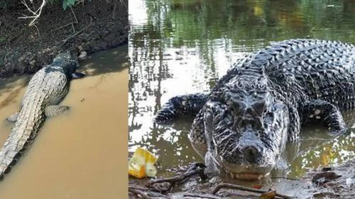 Fallece Jesús, el caimán negro símbolo de la fauna Beniana
