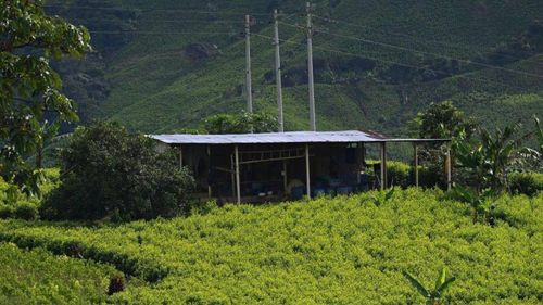 La carrera tecnológica de los narcos en Colombia para que el negocio de la cocaína sea más rentable