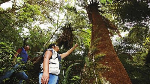 Destrucción de Helechos Gigantes en Samaipata Preocupa a la Comunidad