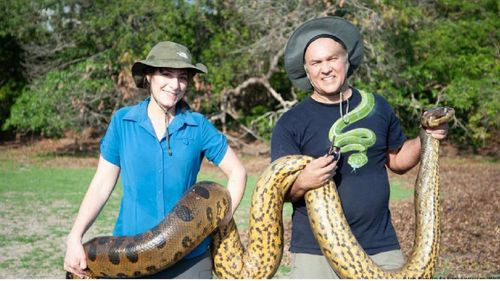 Descubren la nueva especie de serpiente más grande del mundo en la selva amazónica