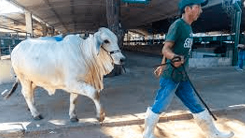 Agropecruz 2026 inicia con el pesaje de ejemplares y destaca el avance genético del ganado boliviano