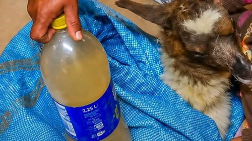 Comunarios de Corque denuncian la muerte de 14 llamas tras consumir agua de vertientes