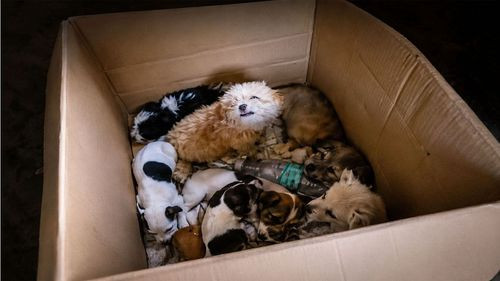 Denuncian envío ilegal de animales como encomiendas en Tarija