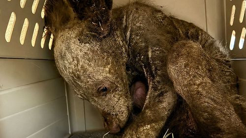 Oso que fue hallado sin pelo y gravemente enfermo logra recuperarse