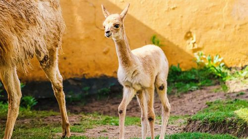 Fiscalía investiga presunta caza ilegal de vicuñas en Uyuni