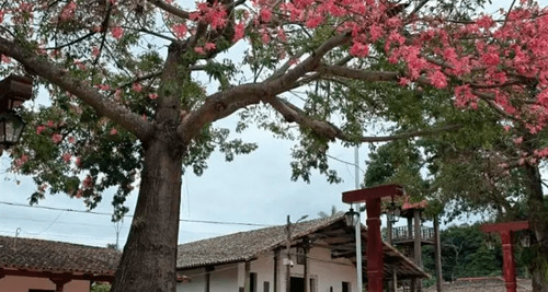 Porongo alista una jornada de fé y tradición por San Juan Bautista