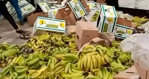Bananeros exigen resarcimiento por pérdidas de $us 10 millones tras los bloqueos