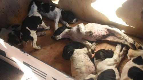 Rescatan a 12 cachorros enviados como encomienda en condiciones de maltrato