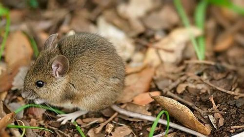 Ocho sospechosos de arenavirus en La Paz y un caso confirmado