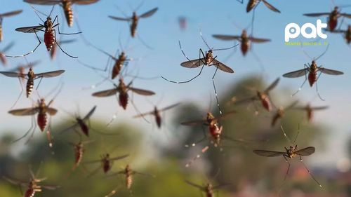  Aumenta preocupación por brotes de fiebre Oropouche en Sudamérica: ¿Qué se sabe hasta ahora?