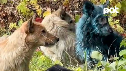 Misterio en Chernobyl: encontraron perros con pelaje azul cerca de la planta nuclear