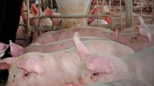 Porcinocultores de Cochabamba declaran emergencia por falta de maíz y combustible