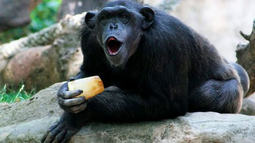 Estudio confirma que chimpancés consumen alcohol a diario sin embriagarse