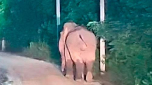 Elefante mata a un hombre en Tailandia tras irrumpir en su patio en busca de plátanos