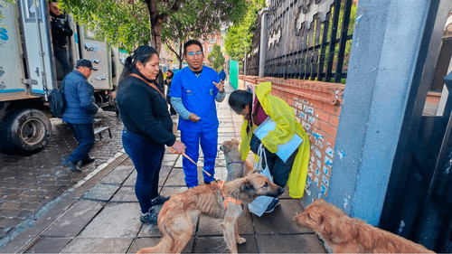 inician campaña de esterilización para perros y gatos en el Distrito 3 de El Alto