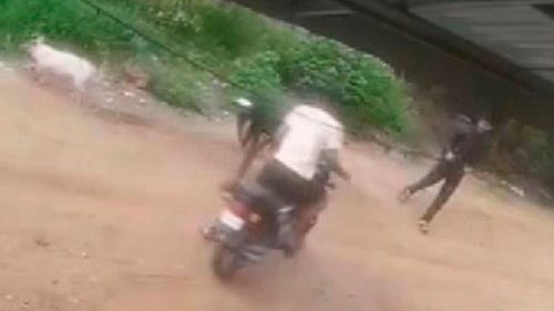 Tres hombres en moto intentaron robar cerdos en Montero