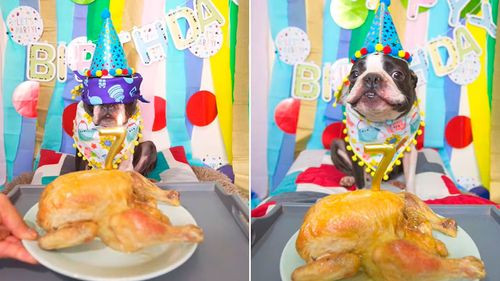 Dueño organiza fiesta a su perro y la historia conquista las redes