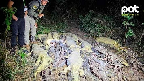 Presunto biocidio en Beni: hallan 41 caimanes Yacaré muertos por caza ilegal