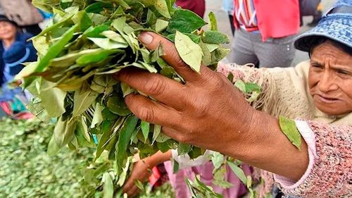 ONU alerta aumento de cultivos de coca en Bolivia durante 2024