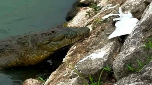 cocodrilo devora a boa que se comía una garza