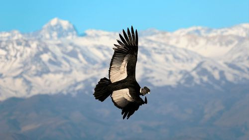 Orgullo de los cielos: Bolivia celebra  el Día Nacional del Cóndor Andino  este 4 de febrero