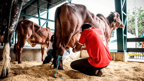 28 ejemplares participan en el concurso de producción de leche en Expocruz 2025