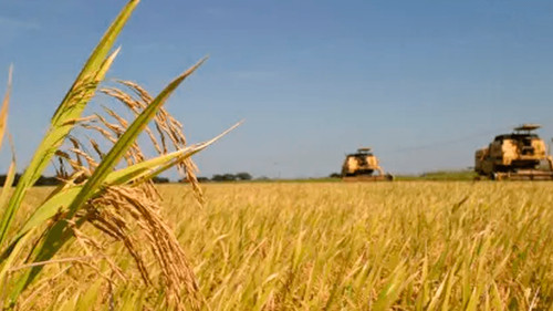 Arroceros advierten bloqueos por falta de diésel que pone en riesgo la producción en Beni