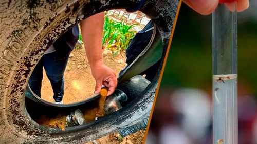 Santa Cruz convoca a gran minga para frenar la chikungunya